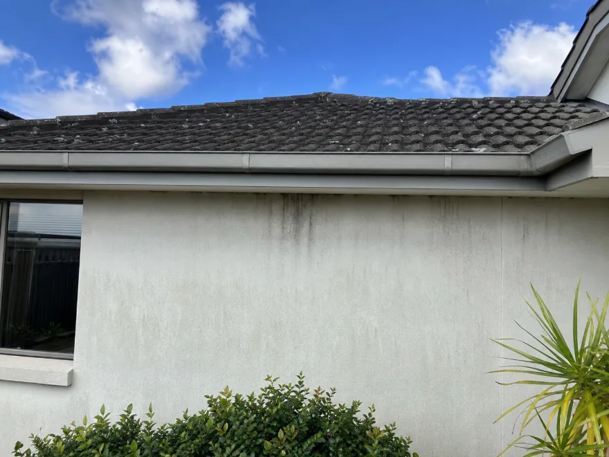 Algae and mould on exterior surface before soft washing